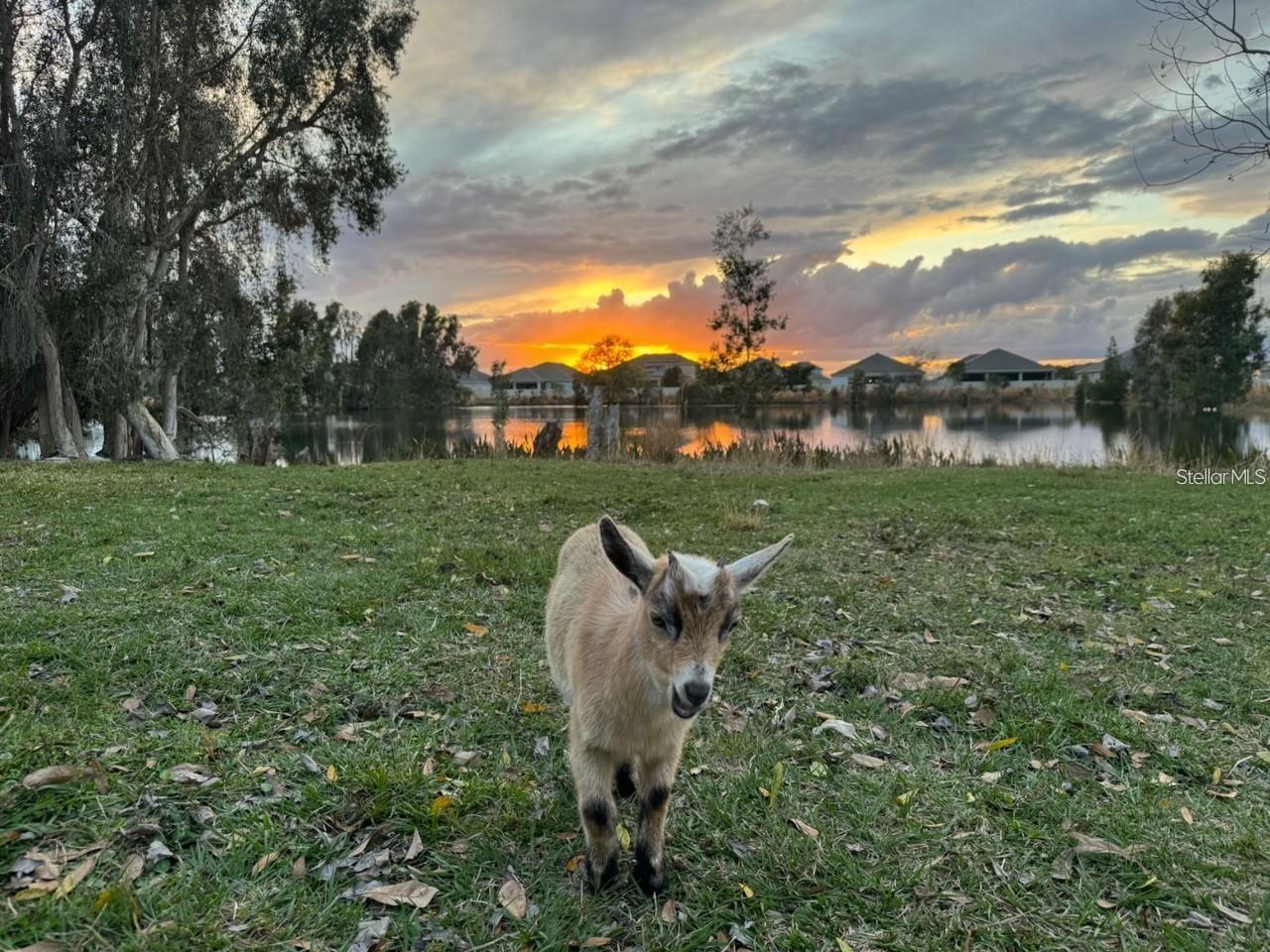 ACREAGE & UNREC - Residential