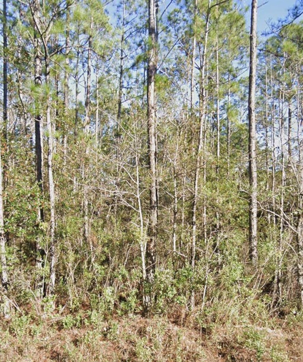 Photo of 10460 Dillon Avenue, Hastings, FL 32145 (MLS # A4699327)