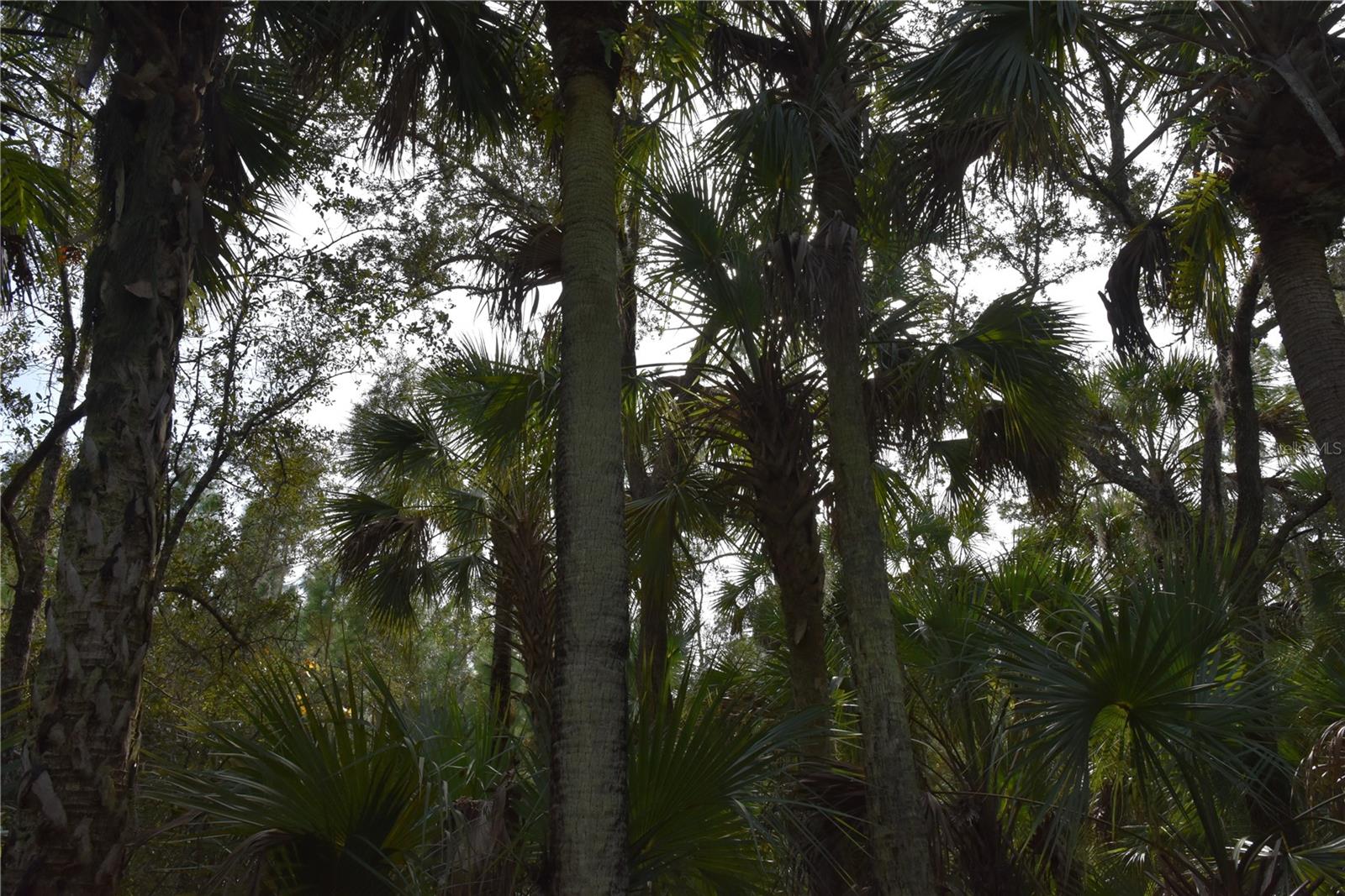 INDEPENDENCE FARMS - Land