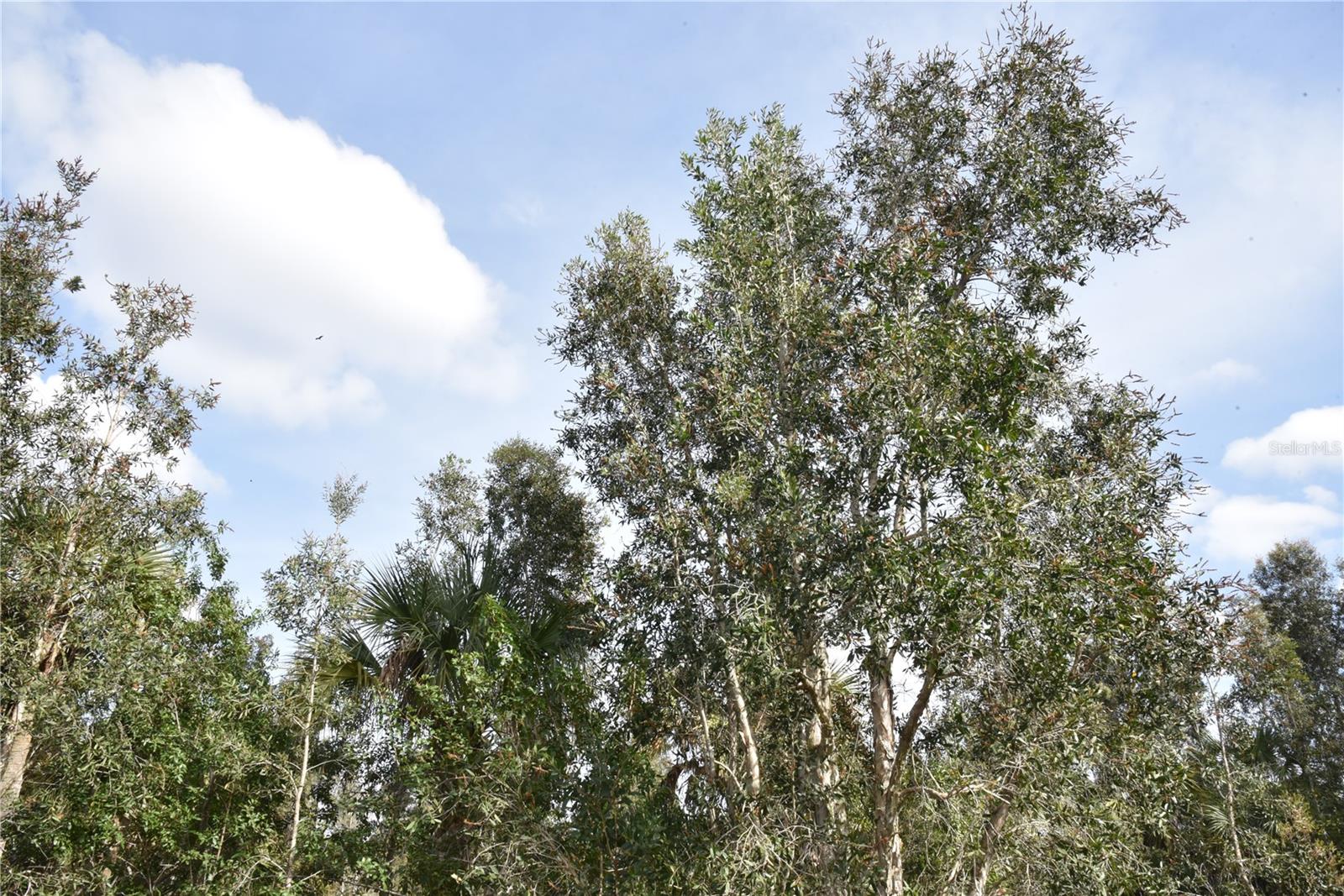 INDEPENDENCE FARMS - Land