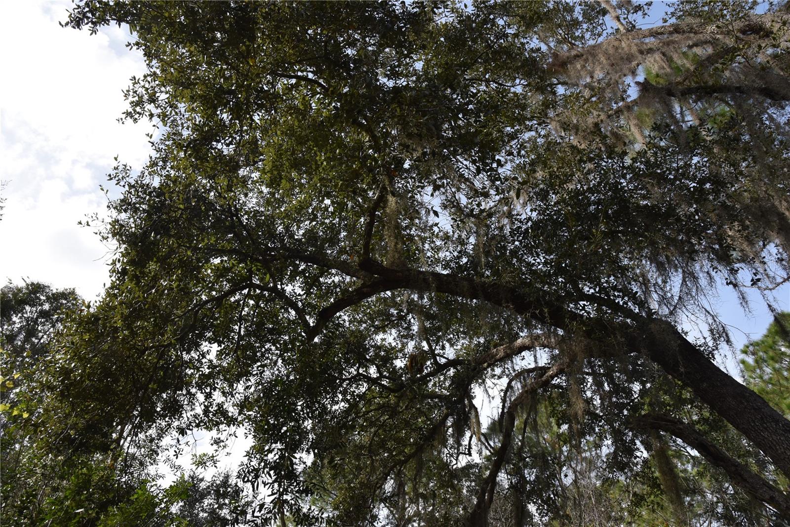 INDEPENDENCE FARMS - Land