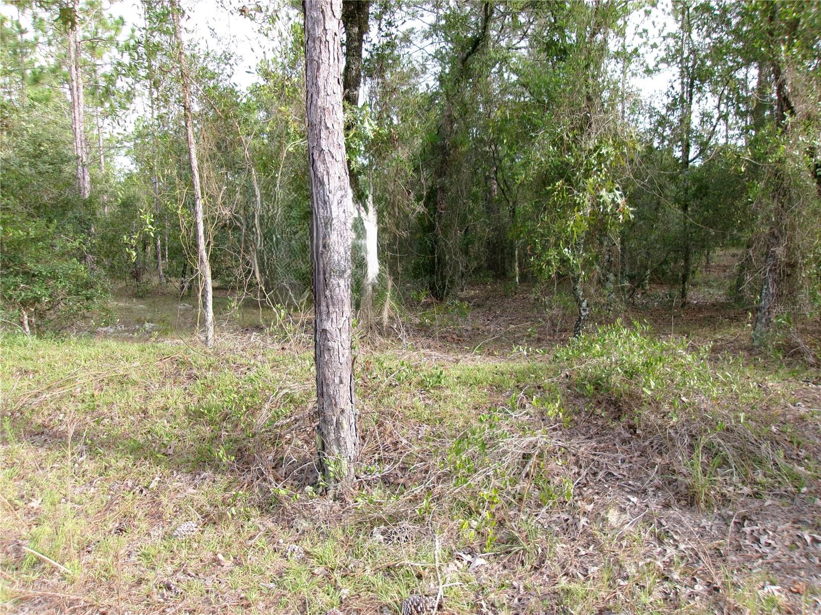 Rainbow Lakes Estates" High & Dry VERY NICE WOODED 1 Acre lot ( .99 acres ) . Three lakes for boating, fishing, and the Rainbow Springs State Park is just a short drive away where you can enjoy nature walks among the mature azaleas, bird watching, kayaking and swimming at the head of this pristine first magnitude spring, starting the Rainbow River. 12 miles from the historic and beautiful "Rainbow River" town of Dunnellon. Nearby amenities that will be attracting those looking to move out of overcrowded suburbia: 26 miles to the fabulous World Equestrian Center. 25 miles to beautiful Yankee town and the Gulf of Mexico. About 2 hours to Tampa or Orlando, the community boasts a boat ramp, community center, park & playground. NO HOA FEES. Only Site Built Homes are allowed. NO MOBILE HOMES