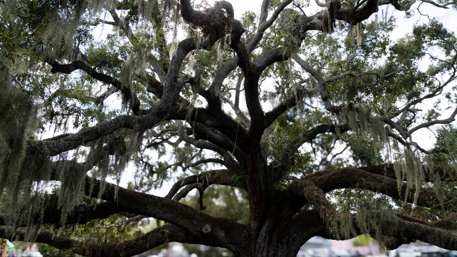 WEST GREEN SPGS - Residential