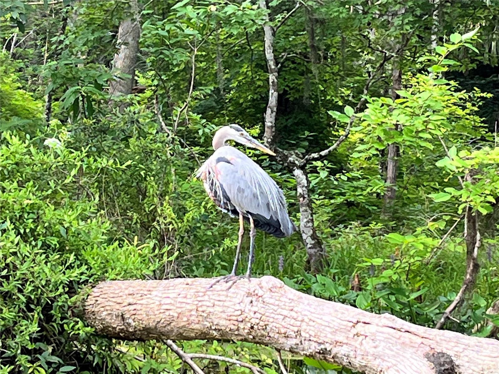 VILLAGE PARK AT THE WILDERNESS RV PARK ESTATES - Land