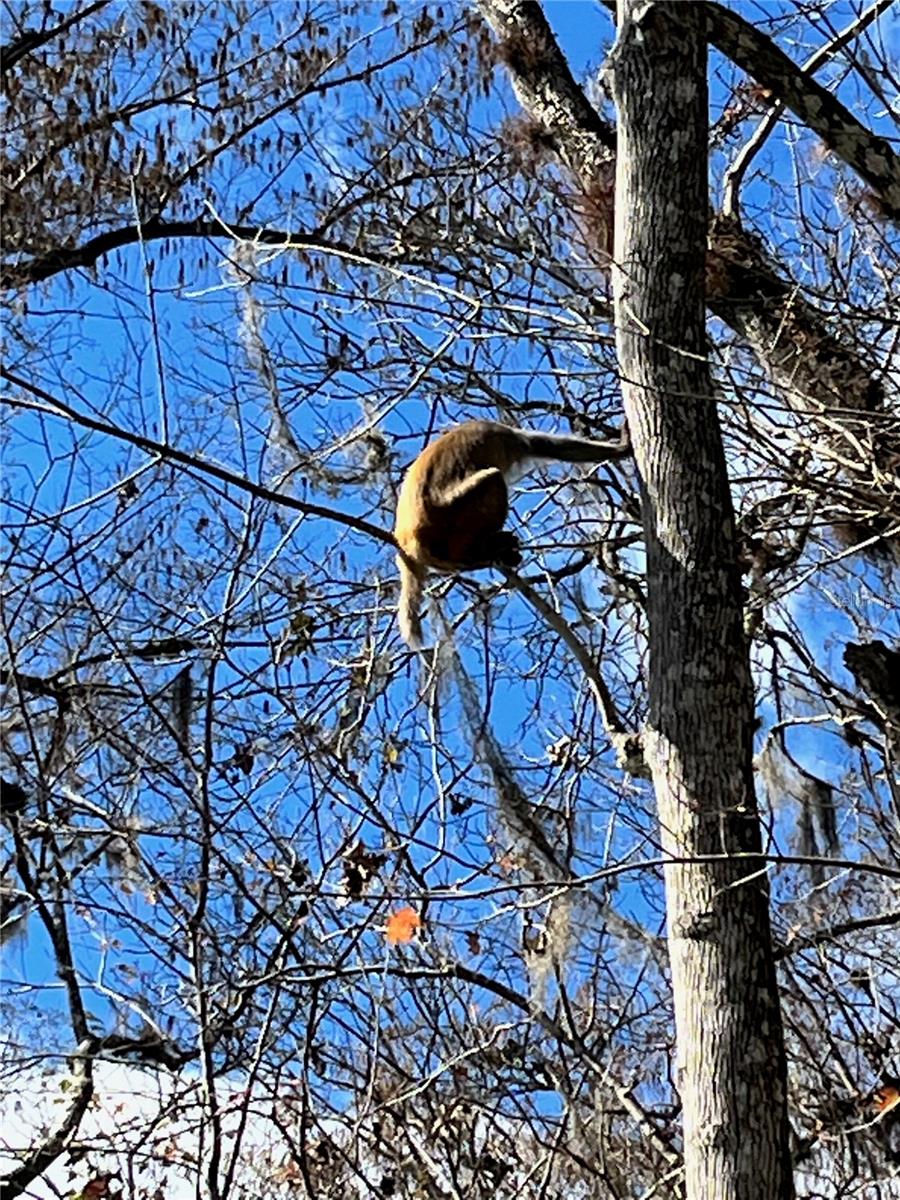 VILLAGE PARK AT THE WILDERNESS RV PARK ESTATES - Land