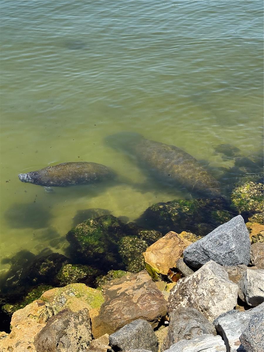 BAY VISTA - Residential