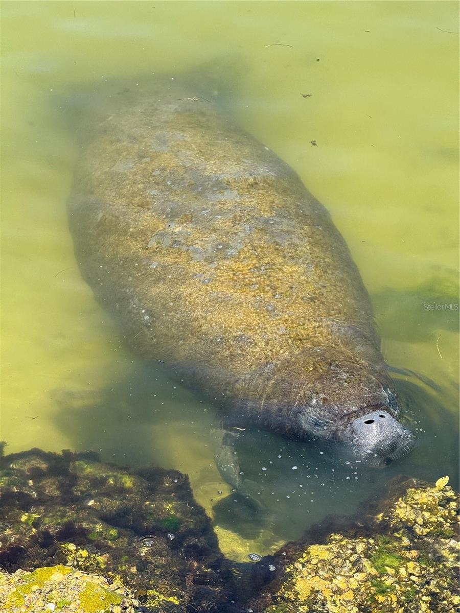 BAY VISTA - Residential