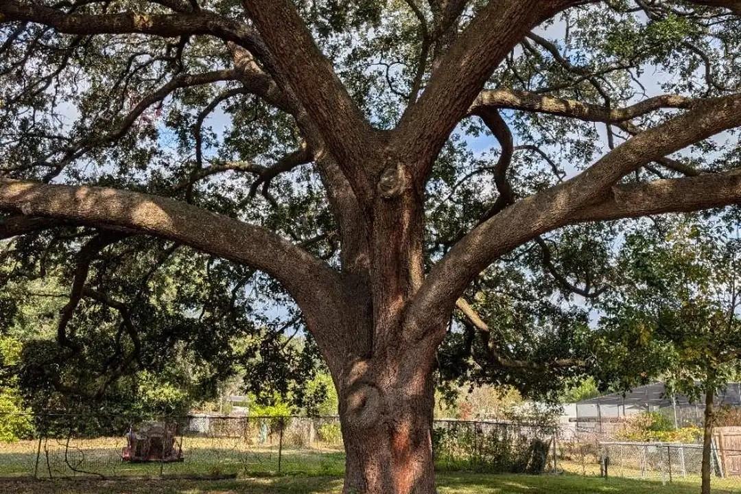 NORTHWOOD OAKS - Residential Lease