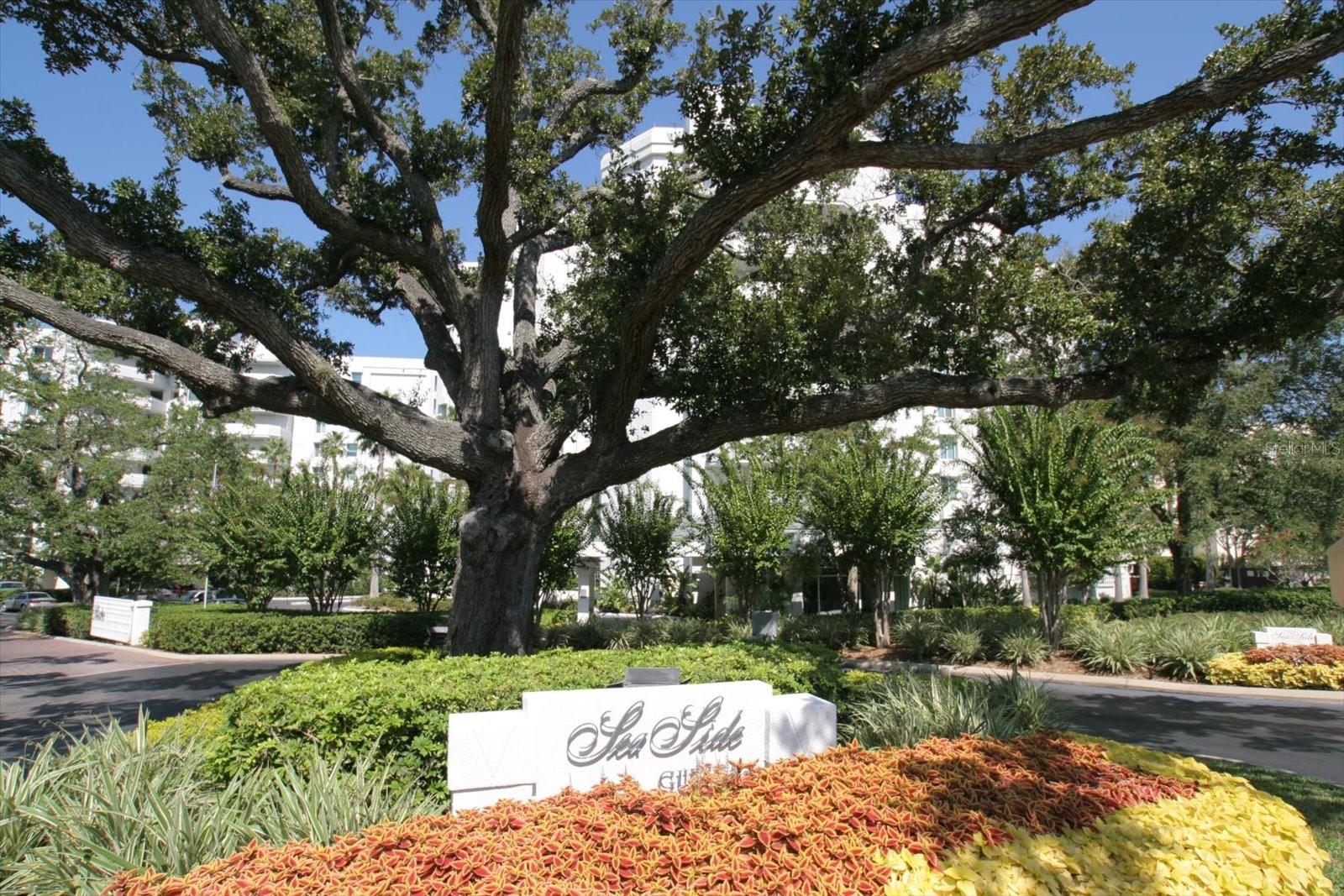 SEASIDE AT BELLEAIR II - Residential