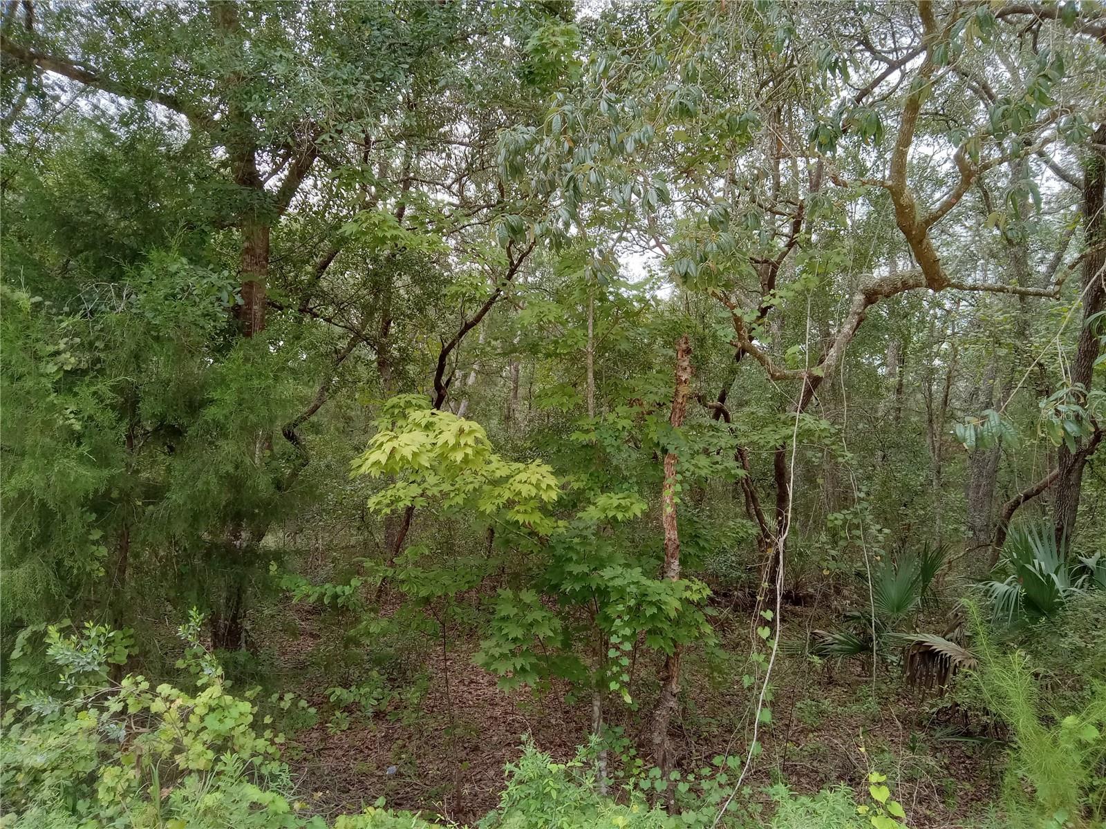 LAKE MARGARET EST - Land