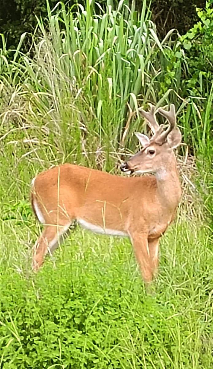 WEKIVA RIVER ACRES - Residential