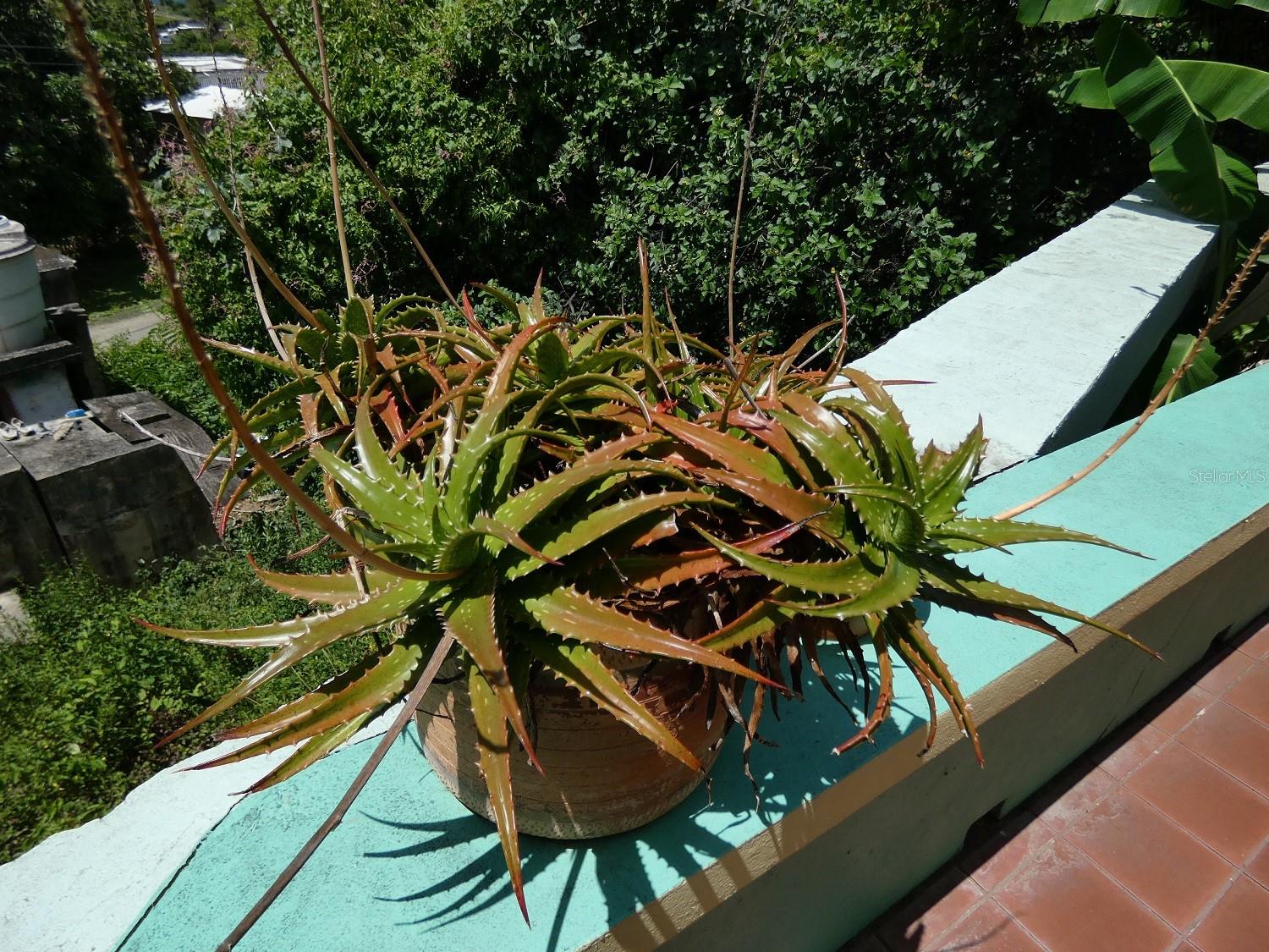 MAMBICHE (BARRIO LEGUILLOW) - Residential