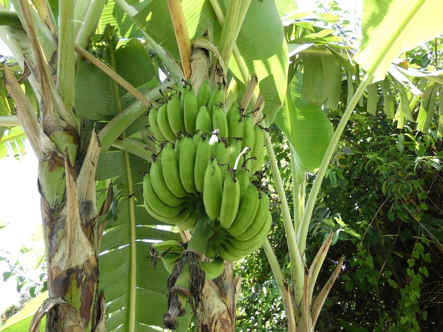 MAMBICHE (BARRIO LEGUILLOW) - Residential