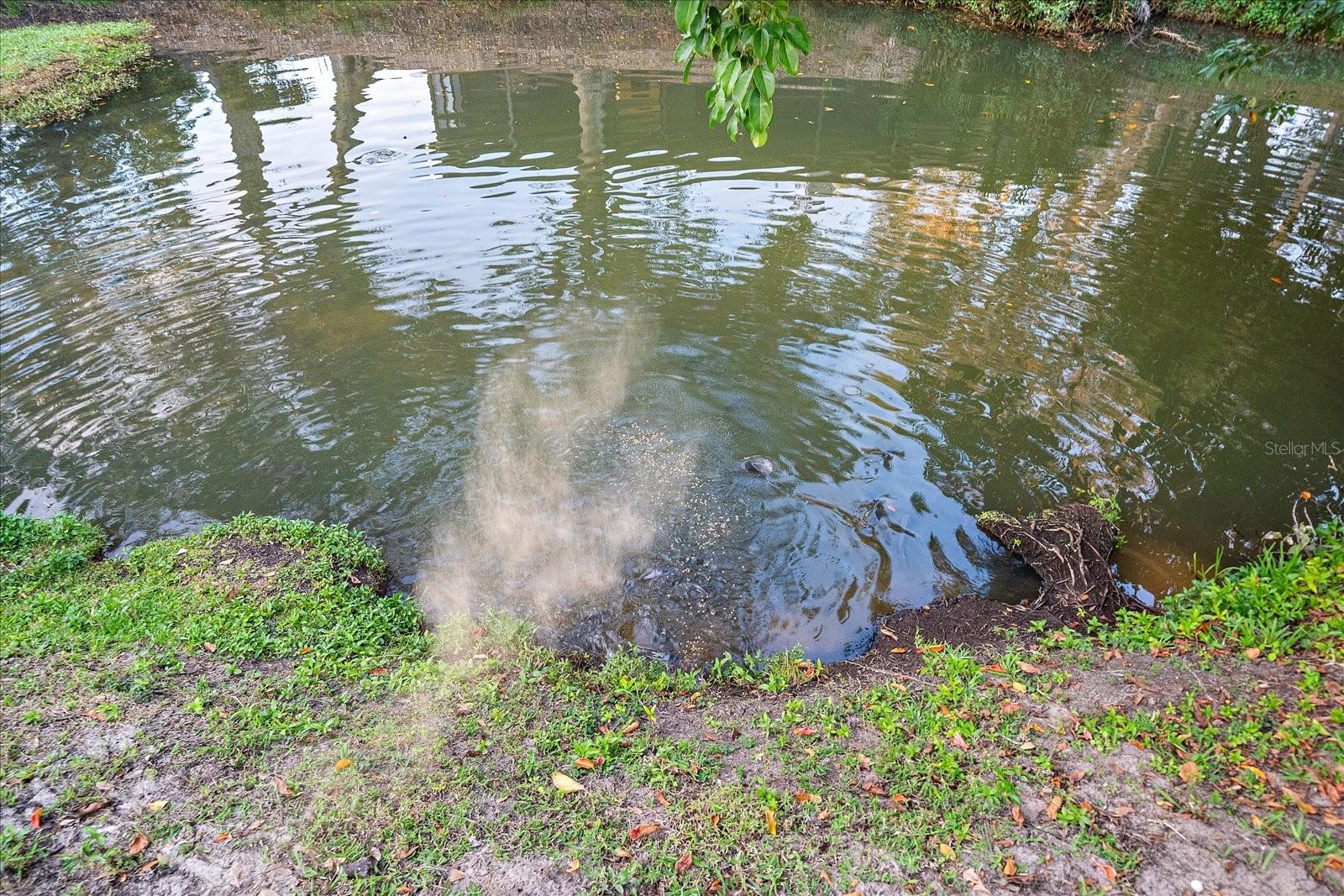 SOUTH GATE - Residential