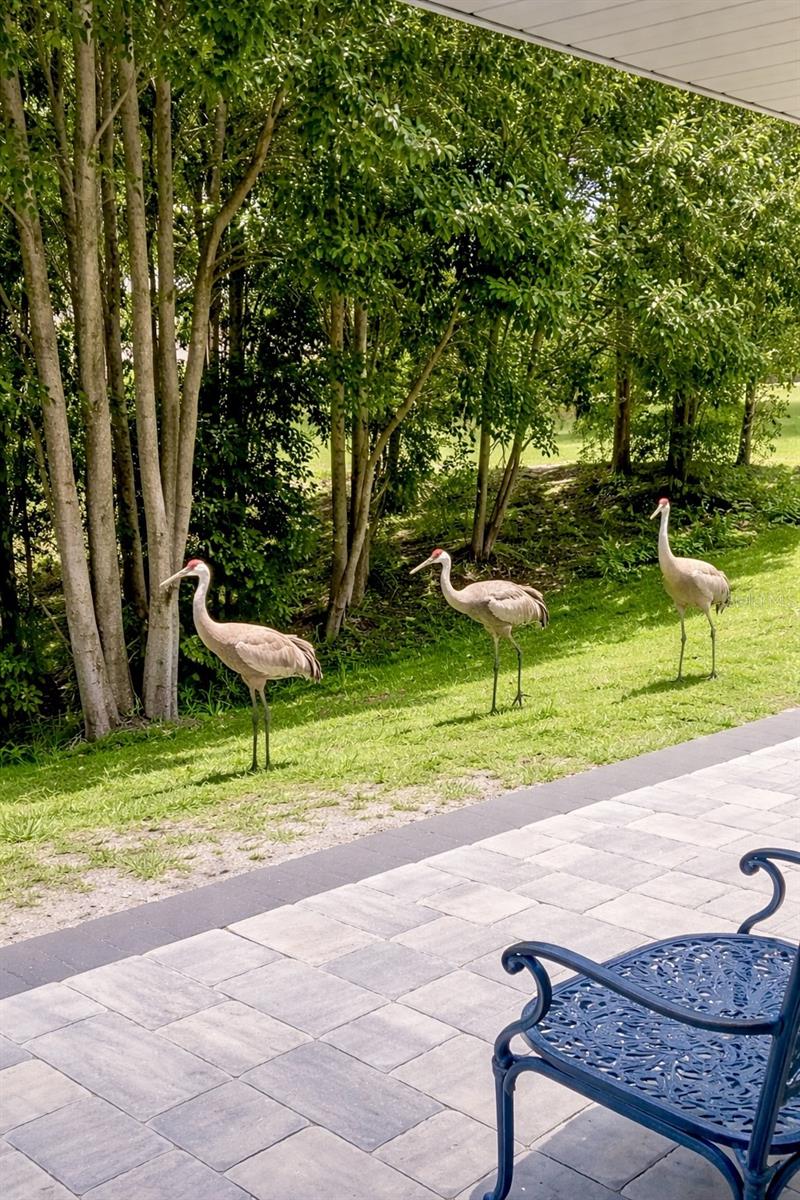 SOUTH GATE - Residential