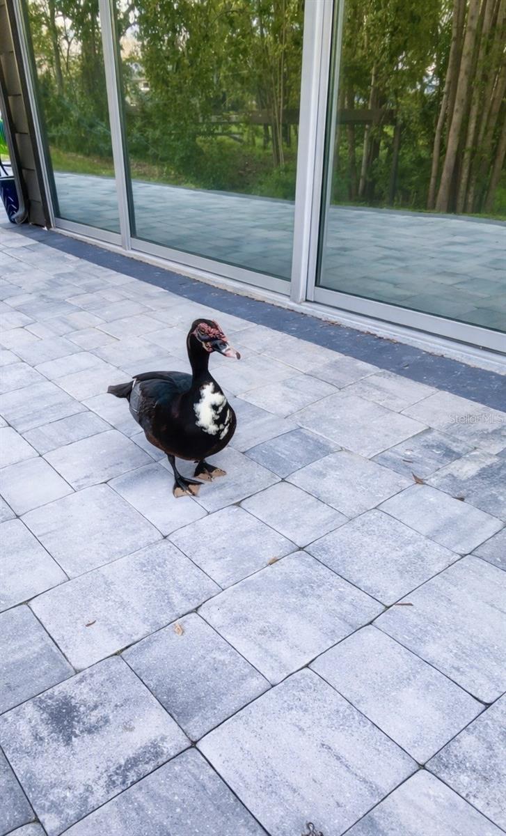 SOUTH GATE - Residential