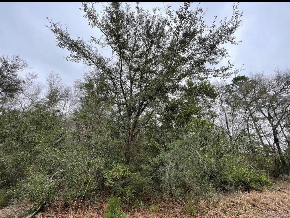 WILLISTON HLNDS - Land