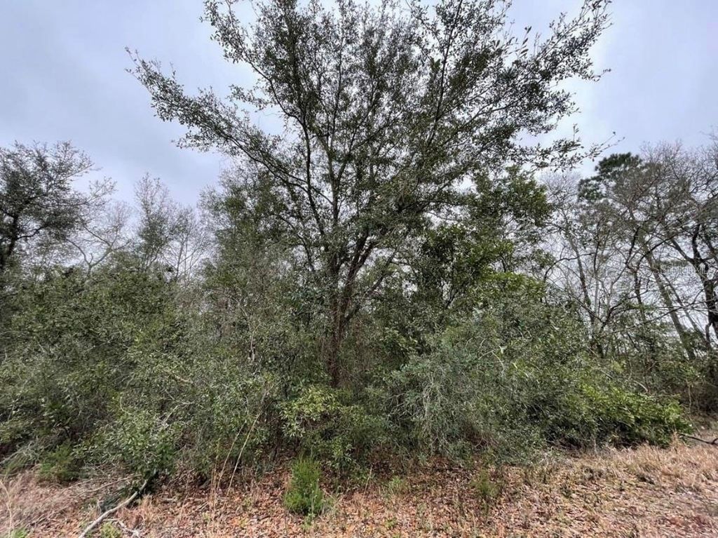 Photo of 0 NE 128 Avenue, Williston, FL 32696 (MLS # OM719319)