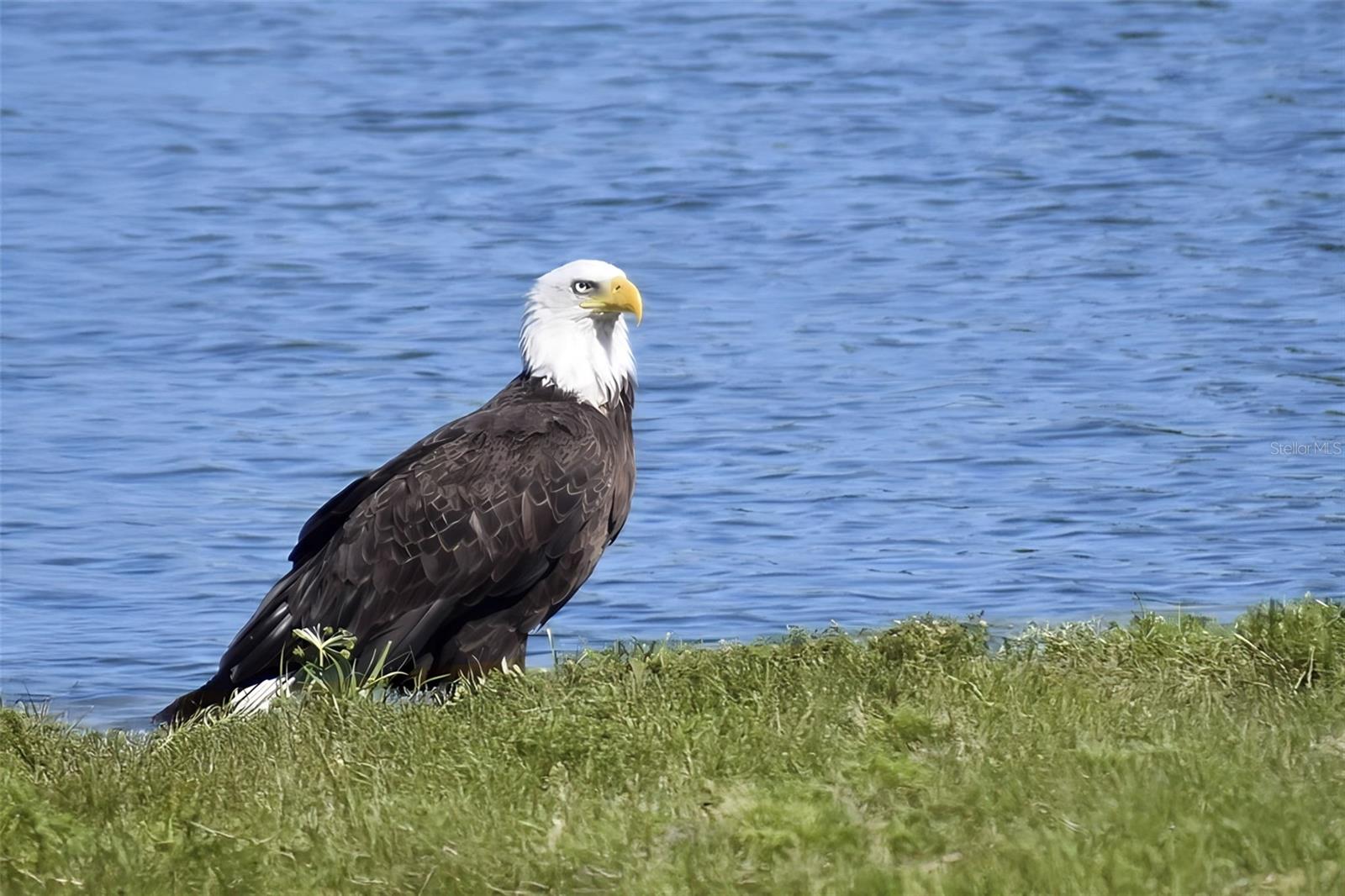 CORAL CAYE - Residential