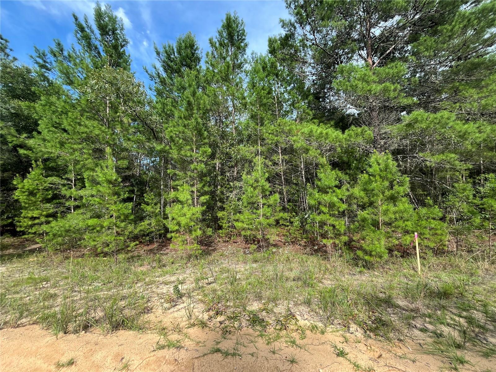 Owner financing is available with only $1,500 down! Build or bring your mobile home to this stunning lot in the growing city of Interlachen. With power lines already in place, accessing electricity is a breeze. Located within minutes of schools, restaurants, diners, and parks. An easy commute to Gainesville or Palatka and less than an hour from the beach. Investing in land in Florida is a wise choice for your future, whether you're looking to build your dream home, a vacation getaway, a rental property, or simply let the land appreciate as a valuable long-term asset to resell at a profit in the future.