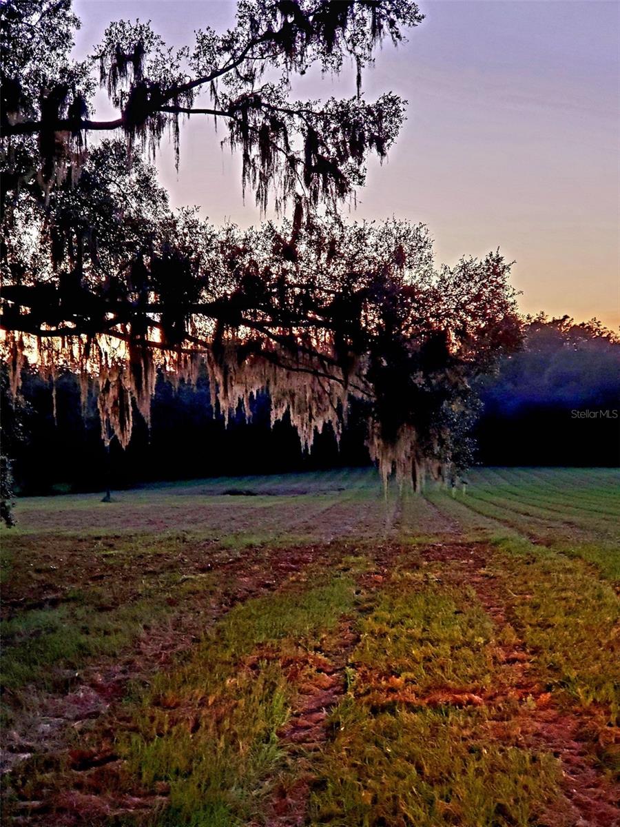 ESTATES AT COTTON PLANT - Land
