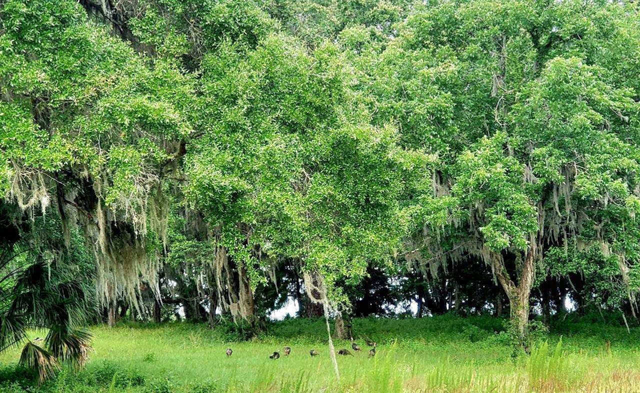 ESTATES AT COTTON PLANT - Land