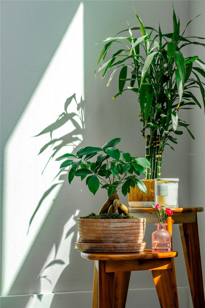 ENCORE AT OVATION - Residential