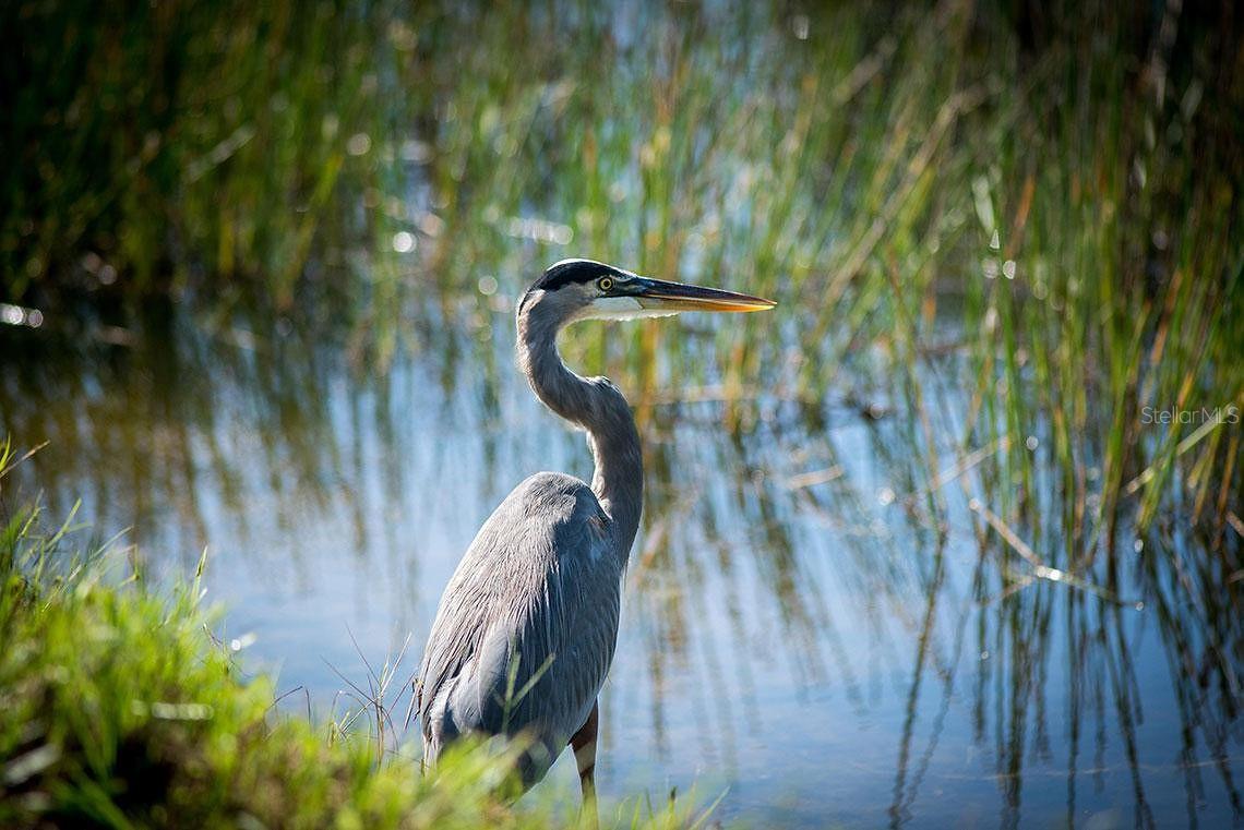 WATERLEFE GOLF & RIVER CLUB - Residential