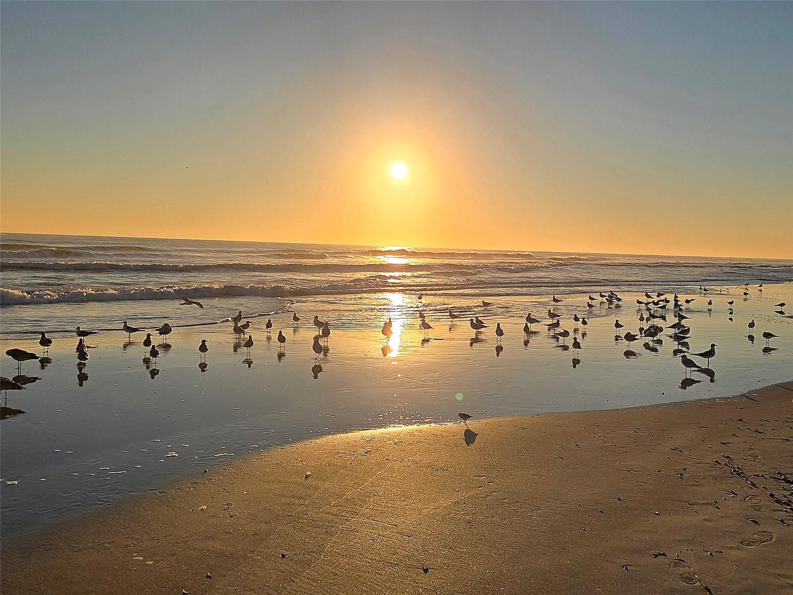 OCEAN TRILLIUM SOUTH - Residential