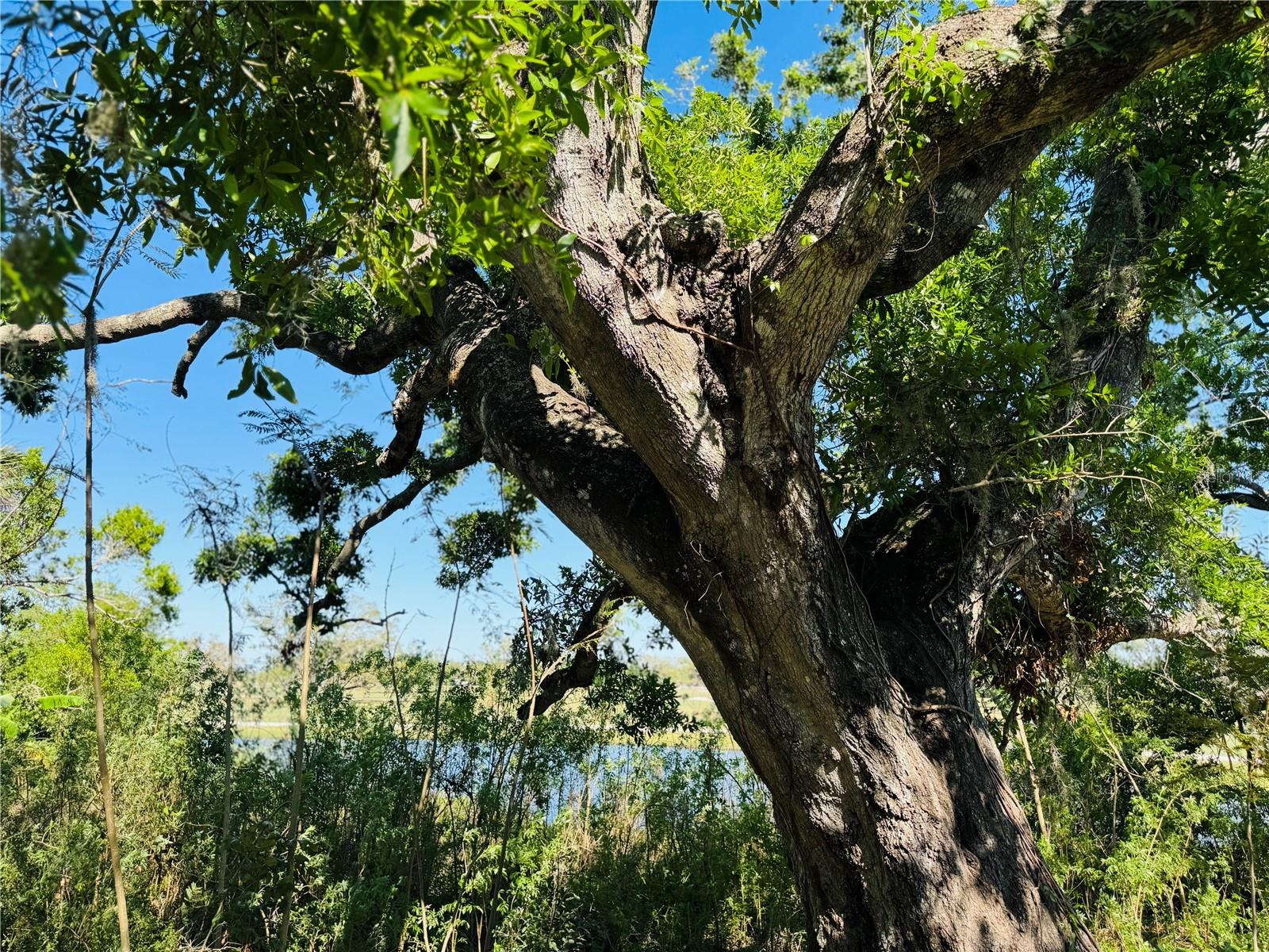 FAIRWAY OAKS - Residential