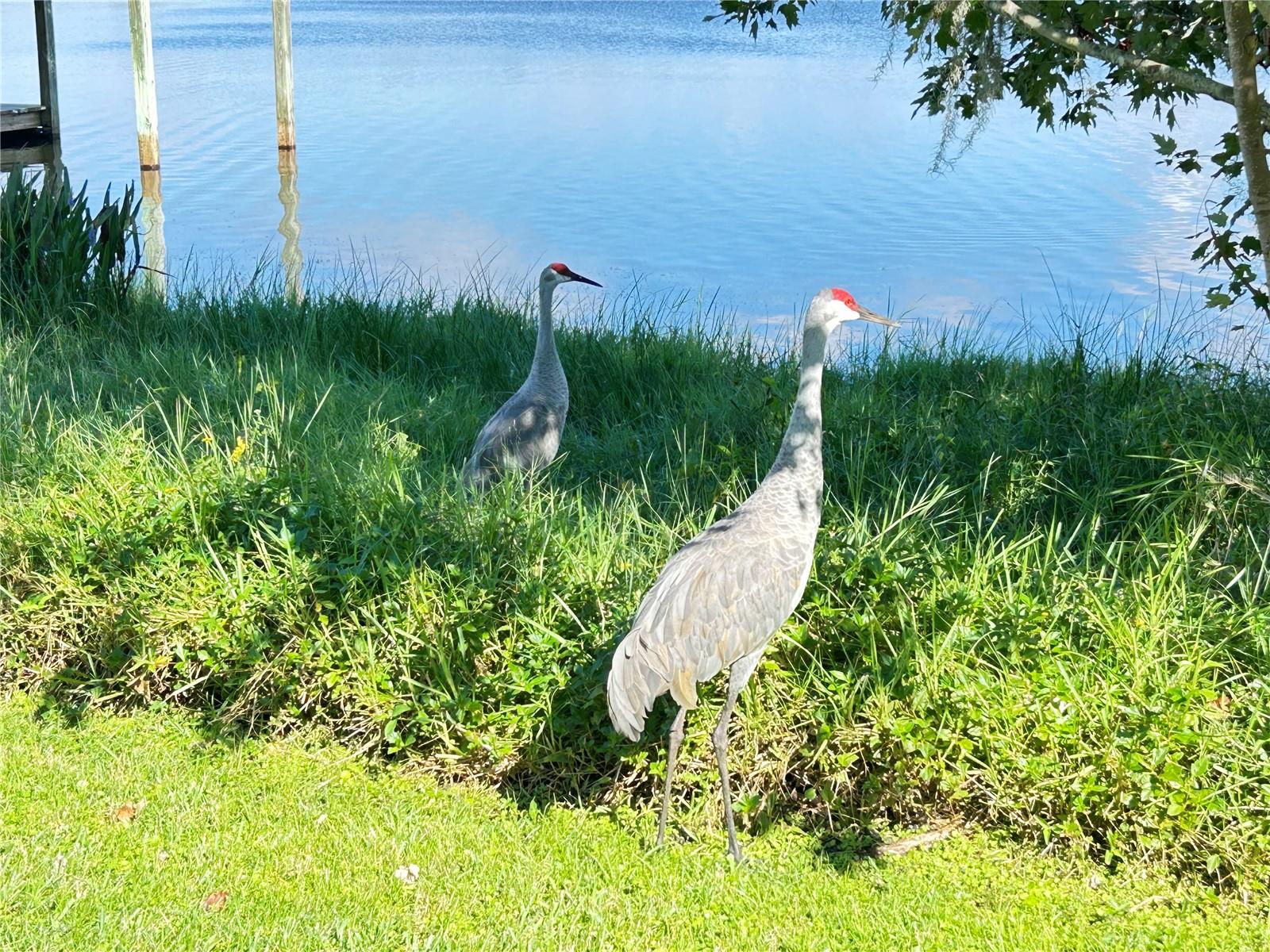 TANGERINE PKWY - Residential