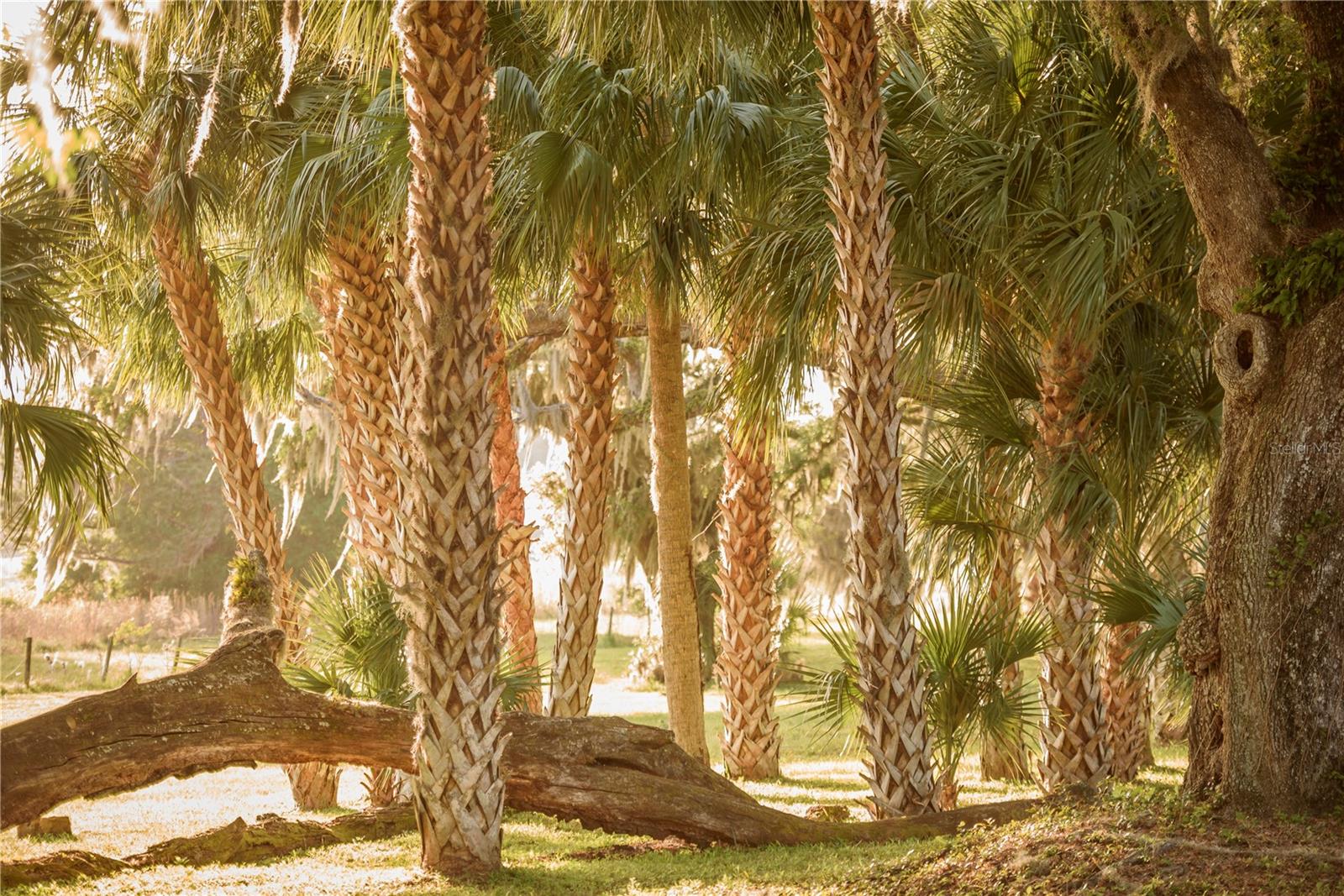 SAVANNA POINTE PH 2 - Residential