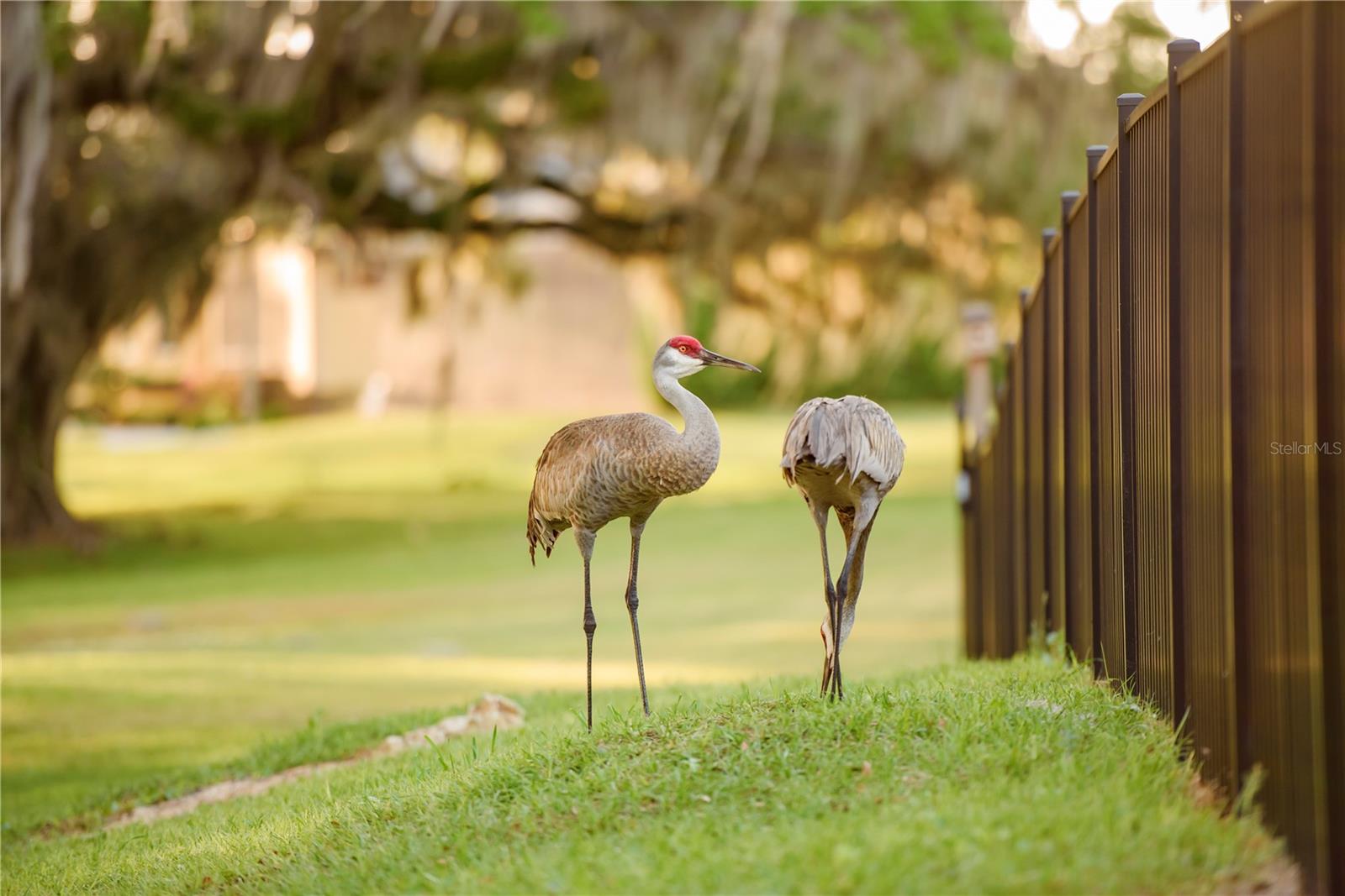 SAVANNA POINTE PH 2 - Residential