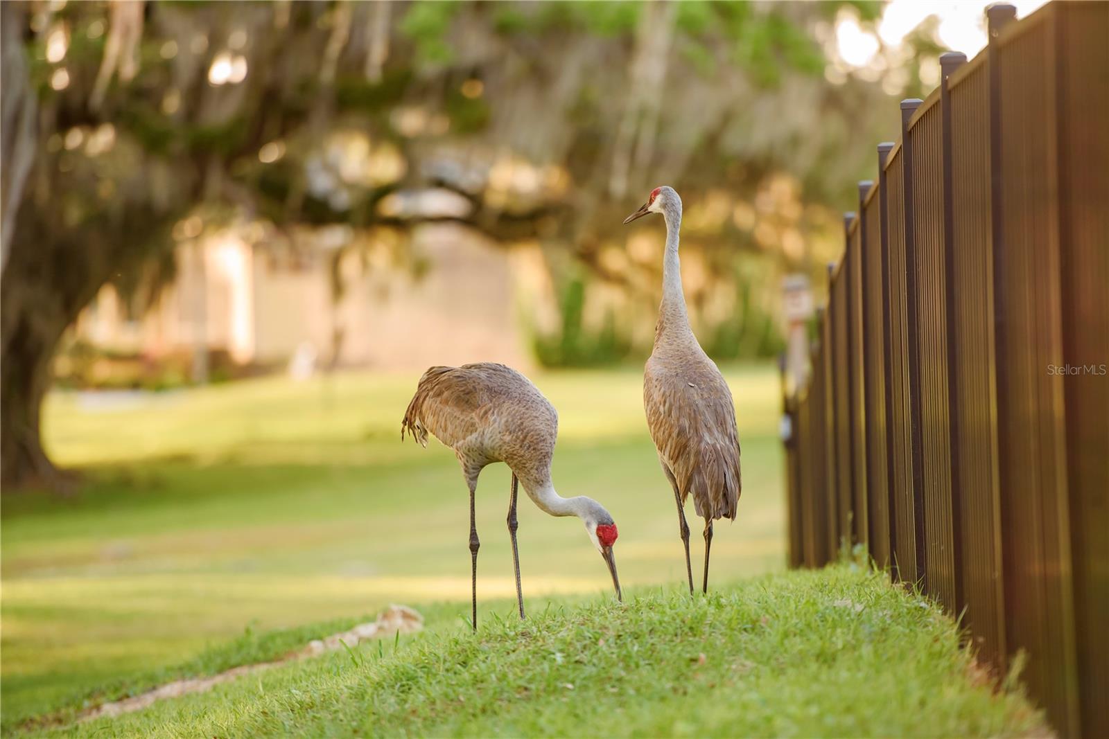 SAVANNA POINTE PH 2 - Residential