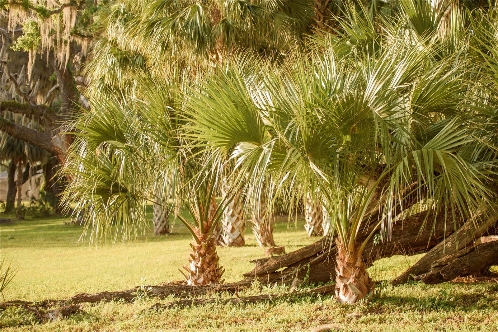 SAVANNA POINTE PH 2 - Residential