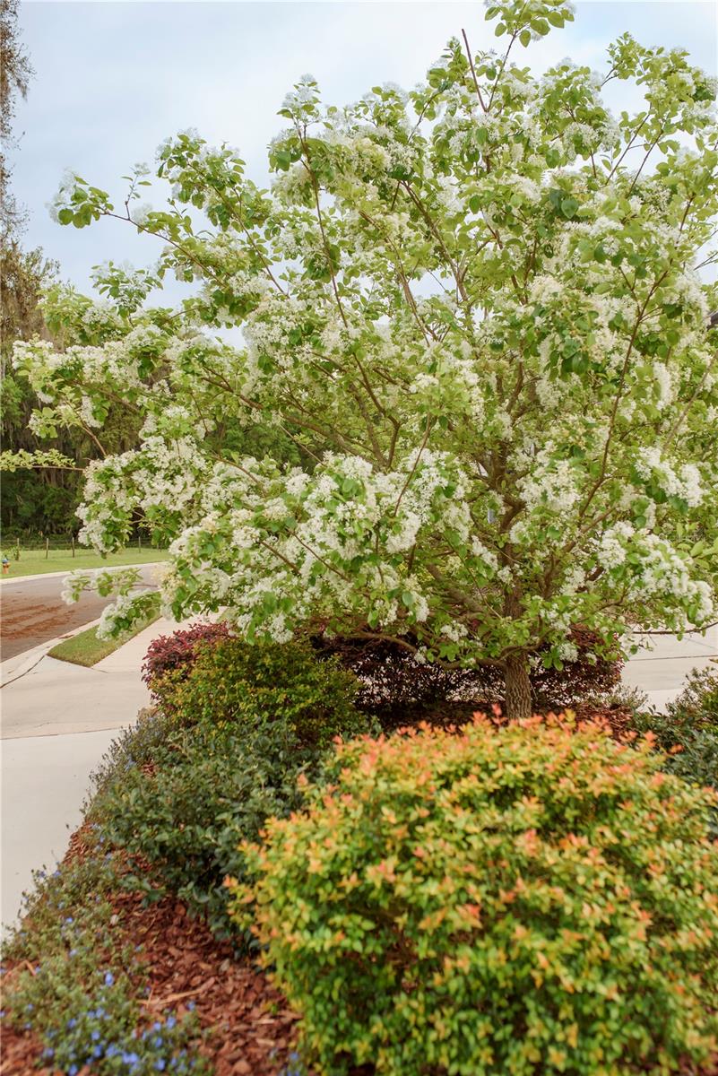 SAVANNA POINTE PH 2 - Residential