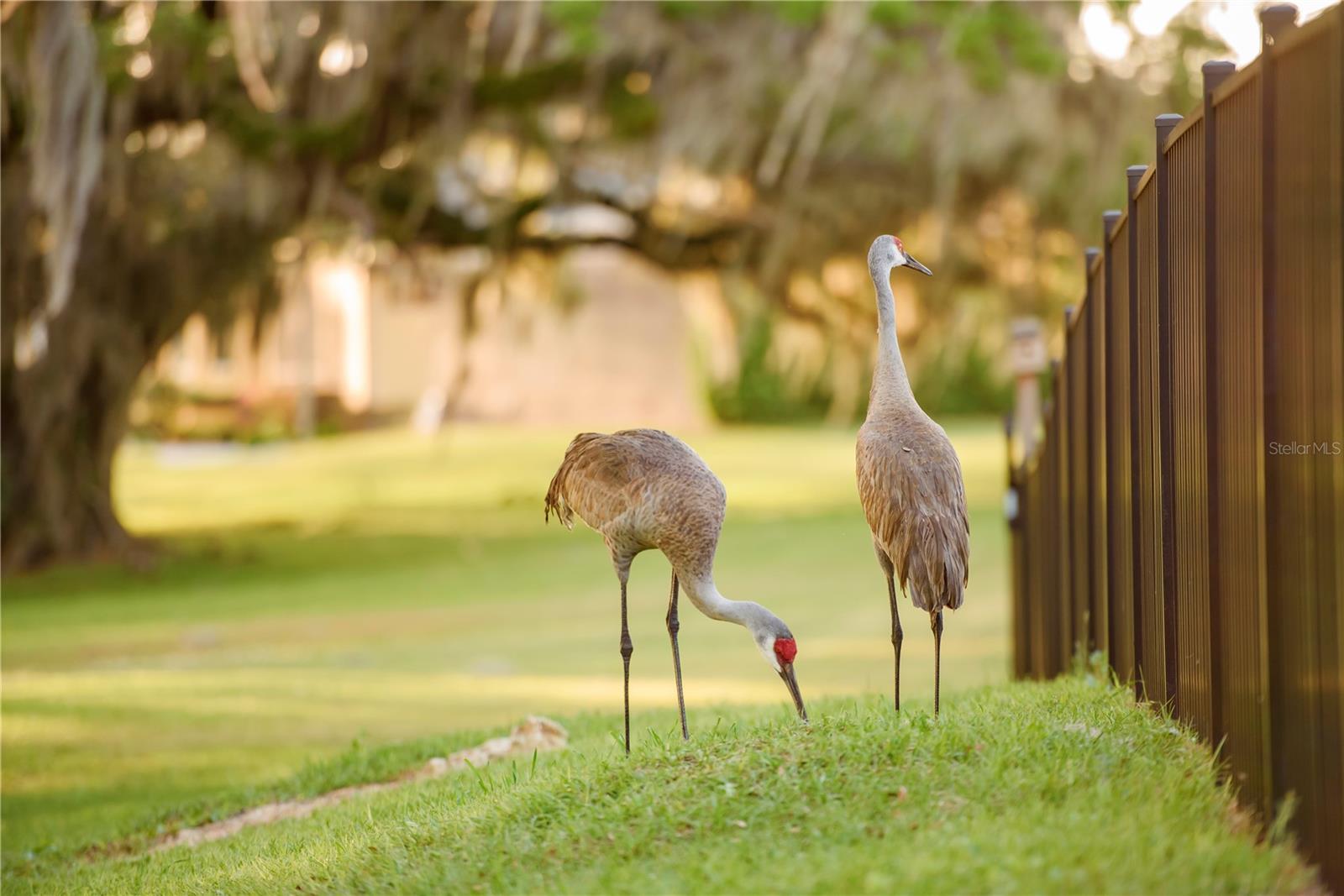 SAVANNA POINTE PH 2 - Residential