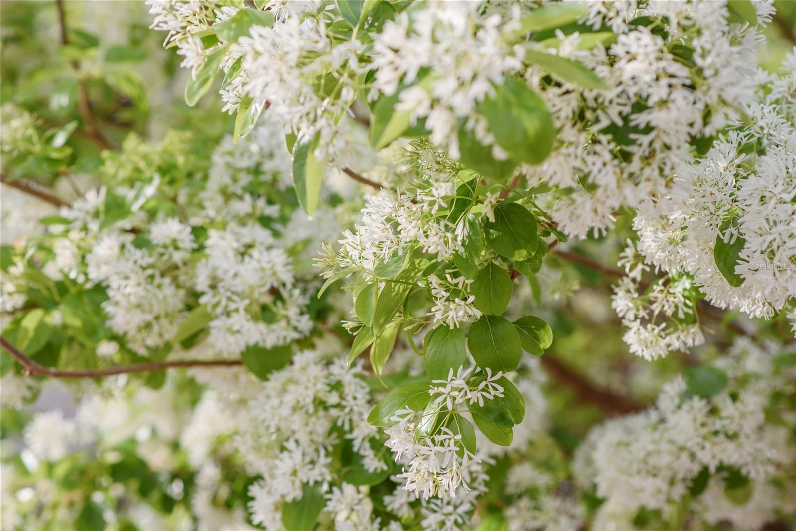 SAVANNA POINTE PH 2 - Residential