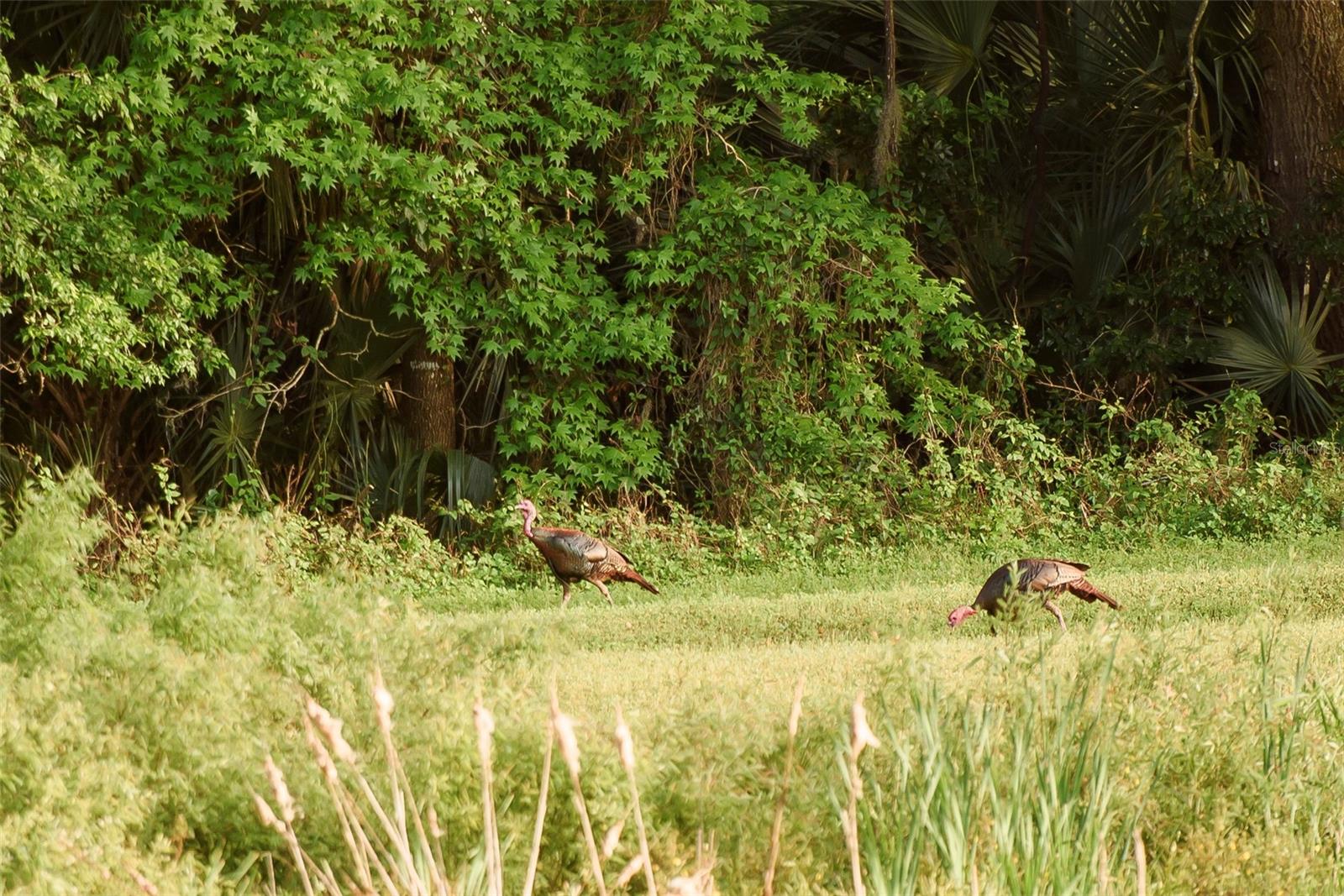 SAVANNA POINTE PH 2 - Residential