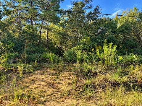 Tiny photo for Tbd NE 133rd Street, Salt Springs, FL 32134 (MLS # OM734642)