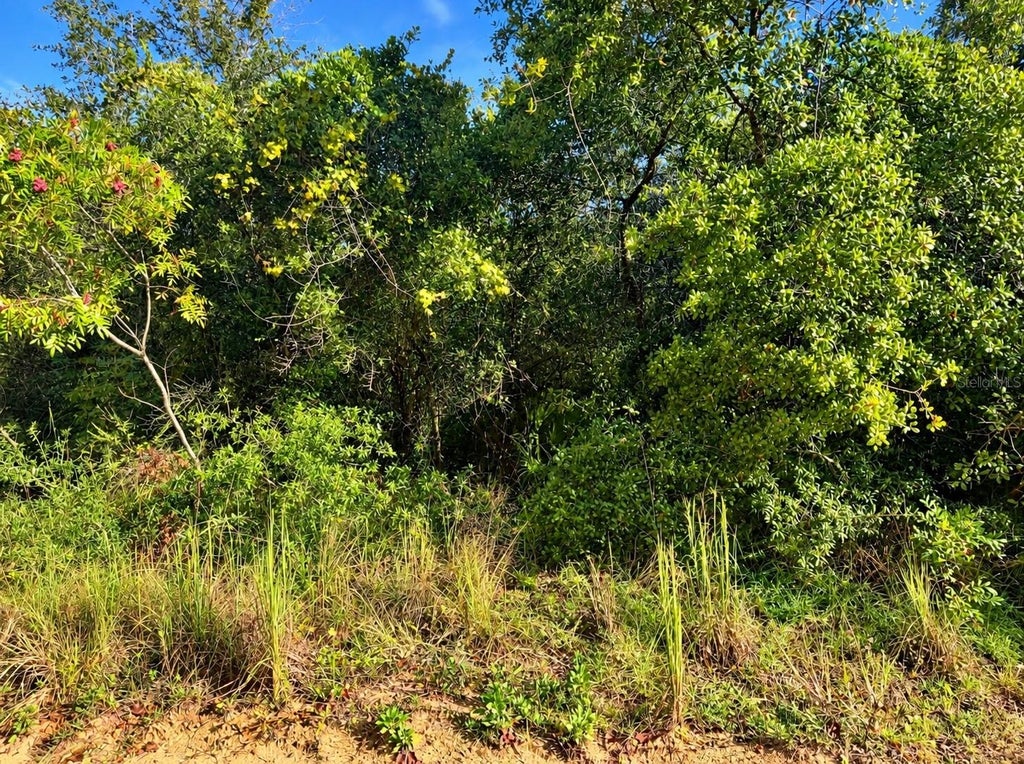 Photo of Tbd NE 133rd Street, Salt Springs, FL 32134 (MLS # OM734642)