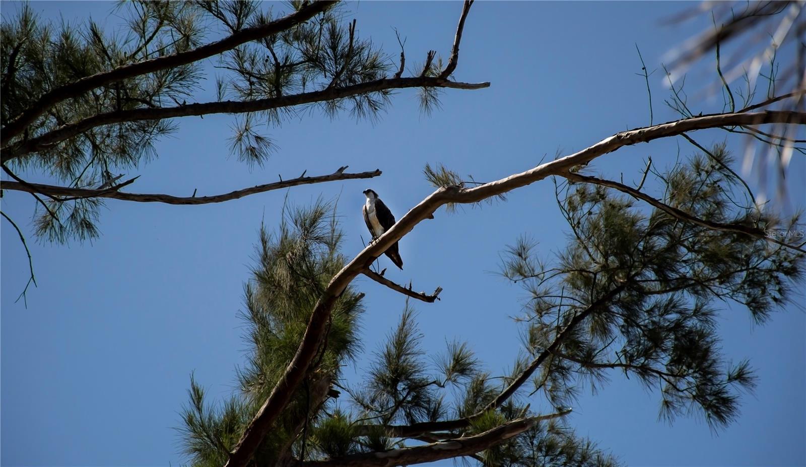 GASPARILLA SHORES - Land