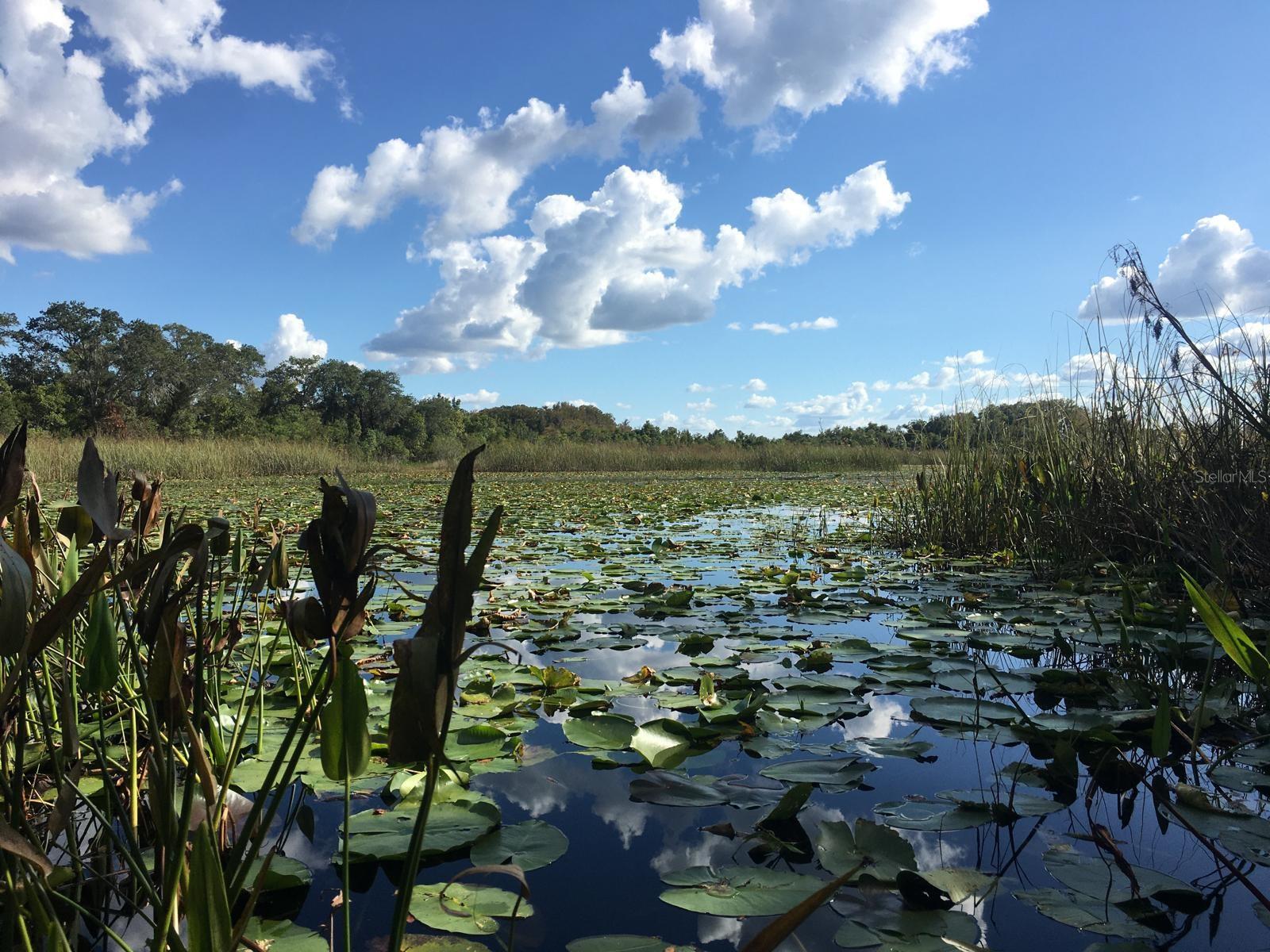 2350 LAKE TSALA APOPKA STREET