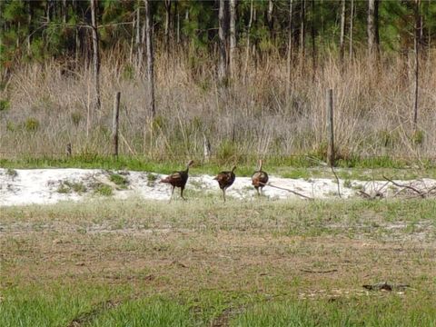 Tiny photo for Deep Woods Road, Paisley, FL 32767 (MLS # V4945611)