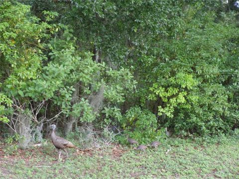 Tiny photo for Deep Woods Road, Paisley, FL 32767 (MLS # V4945611)
