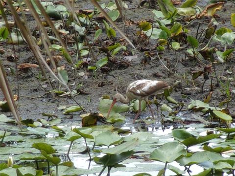 Tiny photo for Deep Woods Road, Paisley, FL 32767 (MLS # V4945611)