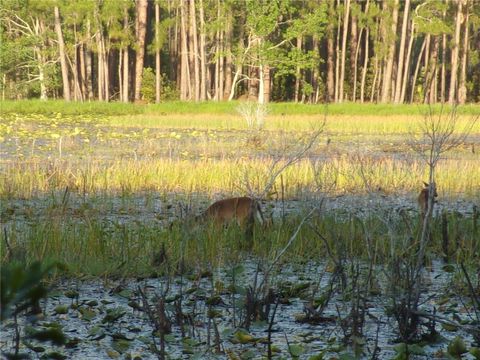 Tiny photo for Deep Woods Road, Paisley, FL 32767 (MLS # V4945611)