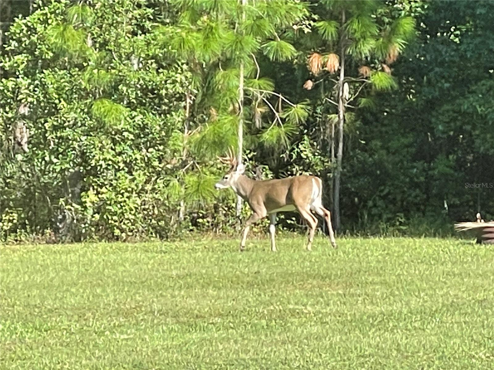 UNPLATTED - Residential Lease