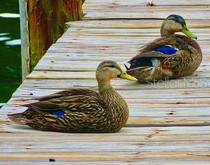 STRONGS POINT - Residential