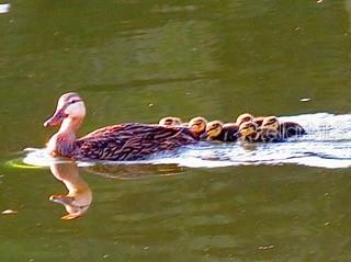 STRONGS POINT - Residential